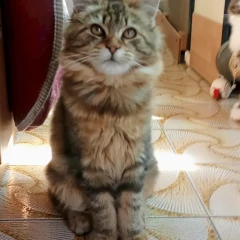 Prodam ma?jega mladi?a Main Coon