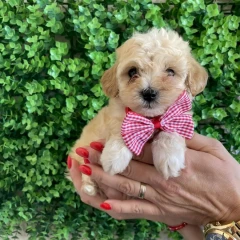 Maltipoo prelepi stenci