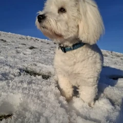 Paritev Coton de Tulear