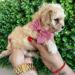 Maltipoo prelepi stenci Image 8