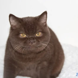 pasemka britanka Kiki cattery vzrejali??e britank Image 4
