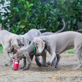WEIMARANER ŠTENCI Image 11